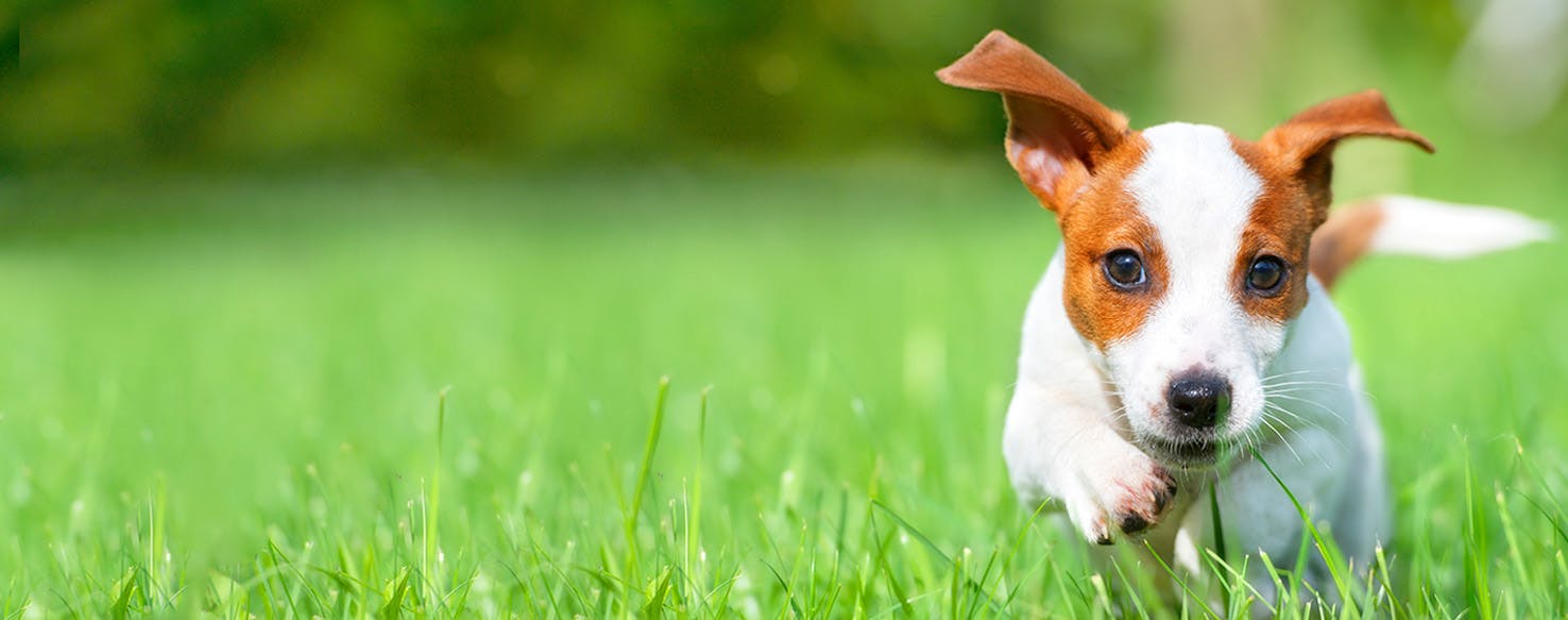 Son Of The Mask Inspired Dog Names Popular Male And